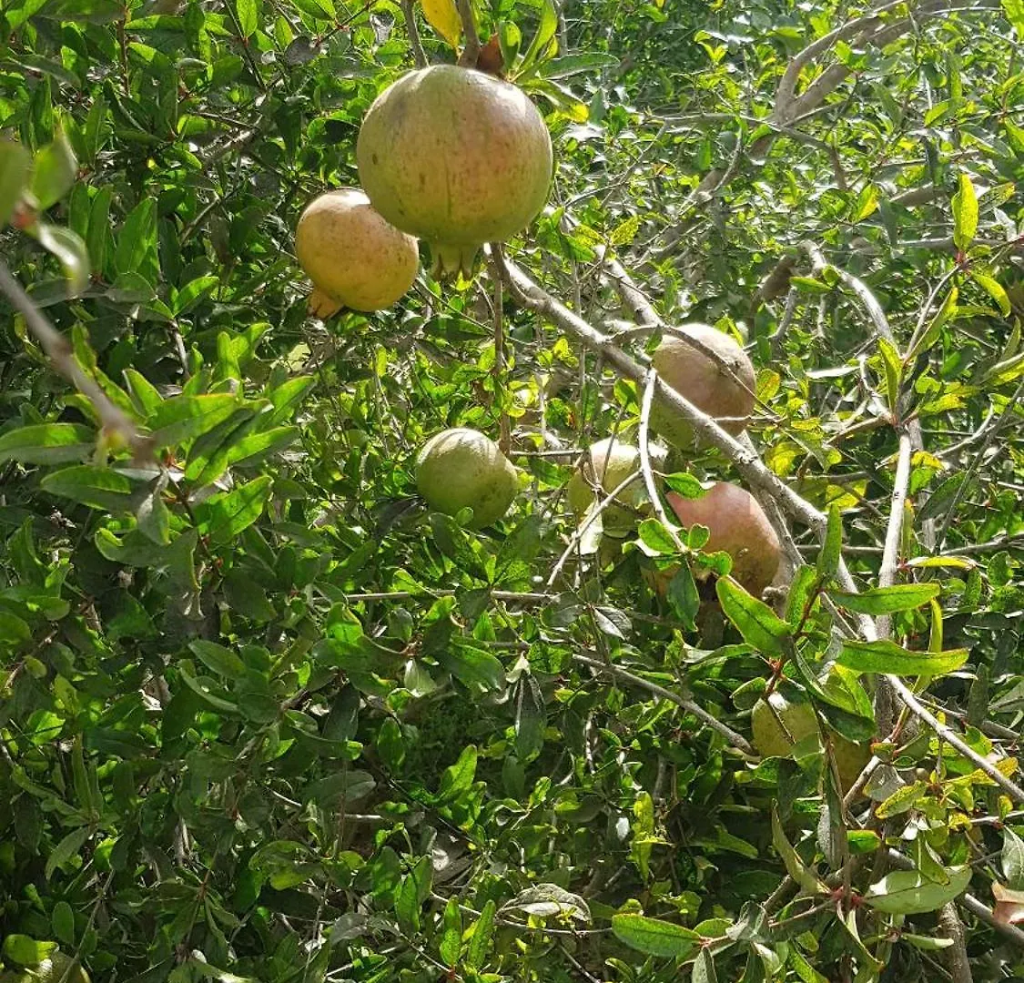 Gite Ferme Avec Piscine Privee Agadir 0*,  Marrocos